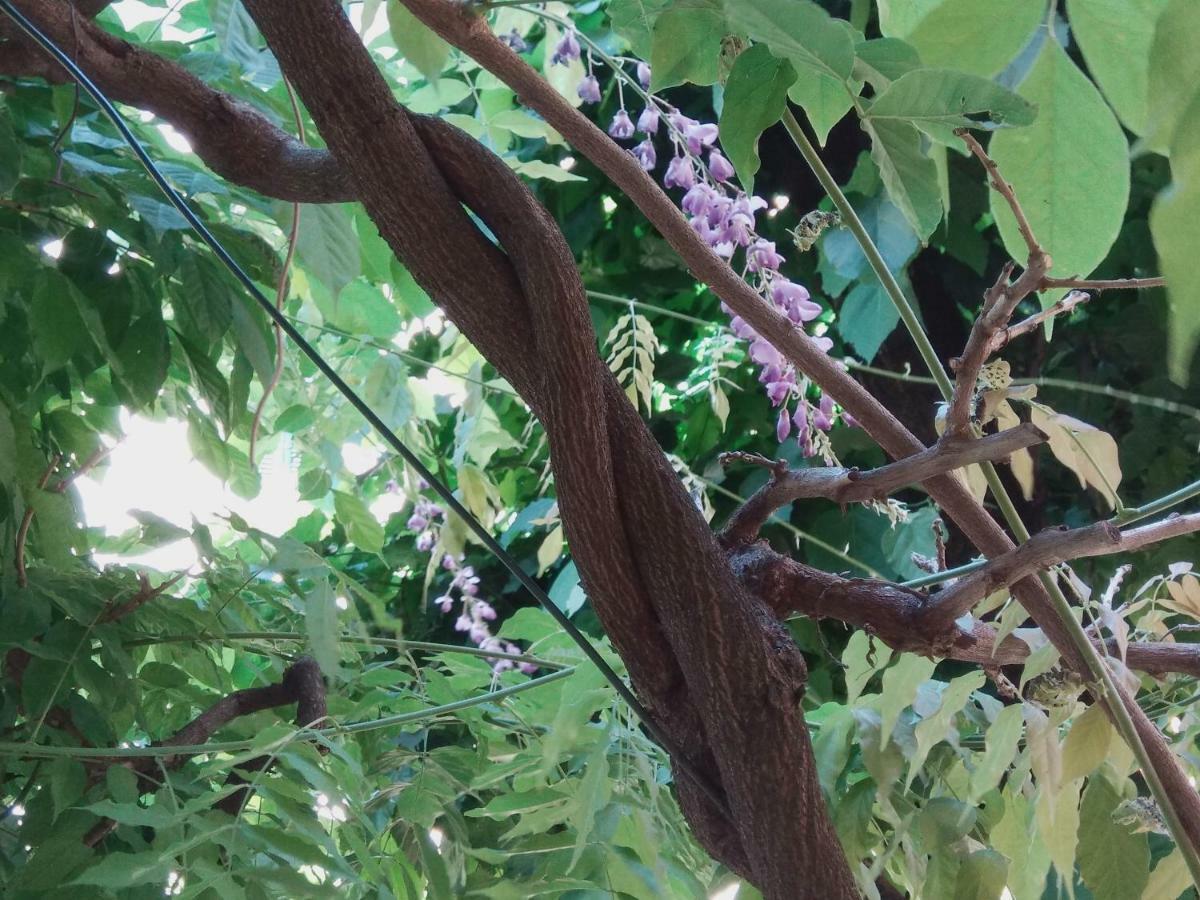 Tilia Lägenhet Bologna Exteriör bild